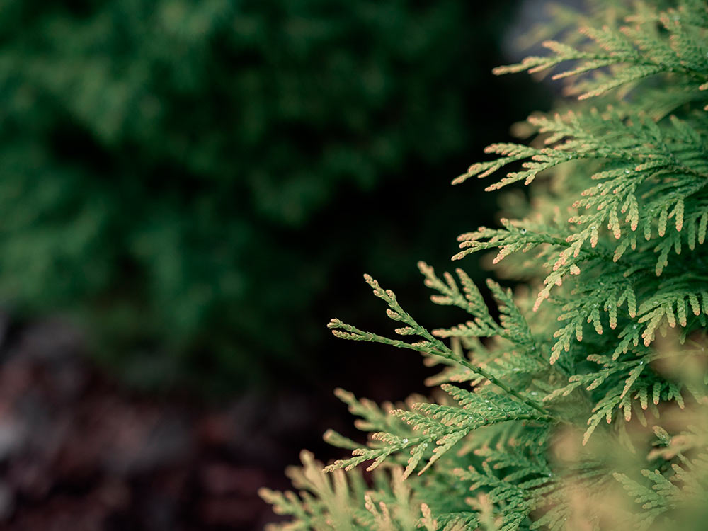 cuidar plantas en invierno