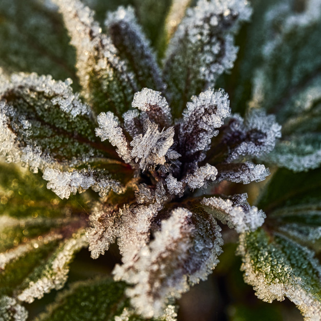 heladas invierno
