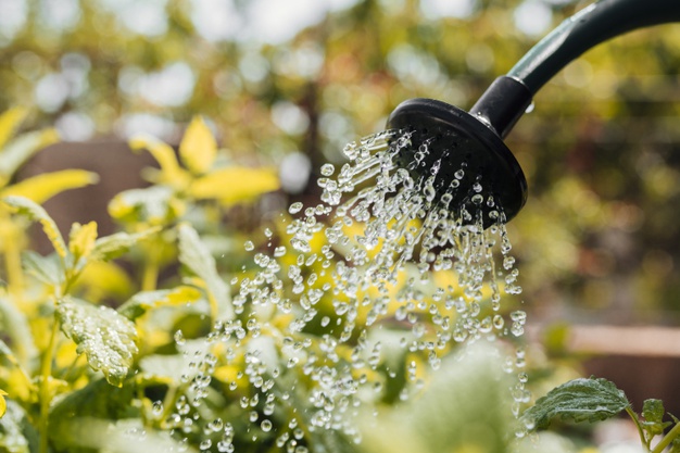 regar plantas en invierno
