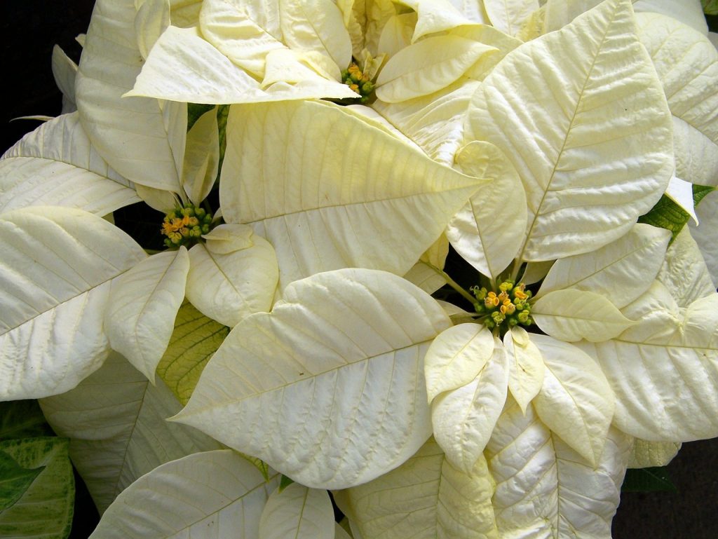 poinsettia blanca
